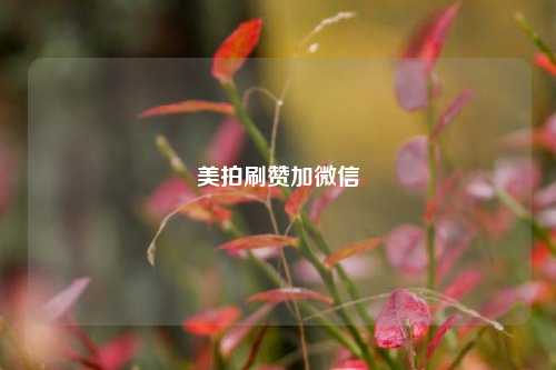 美拍刷赞加微信