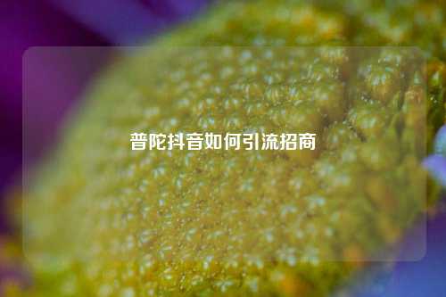 普陀抖音如何引流招商